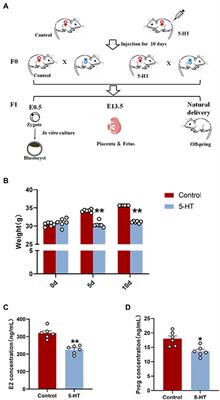 Maternal Prepregnancy 5-Hydroxytryptamine Exposure Affects the Early Development of the Fetus